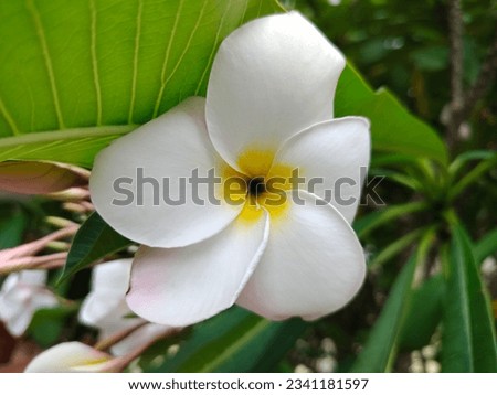 Frangipani flowers, white flowers, yellowish flowers, soft to the eyes, large and beautiful flowers blend in with the green leaves.
