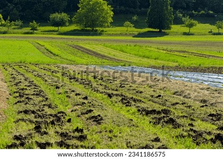 Scenic view of vegetable field with woodland in the background on a sunny spring late afternoon. Photo taken May 31st, 2023, Zurich, Switzerland.