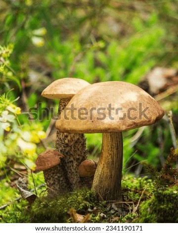 Edible mushroom in the forest close-up