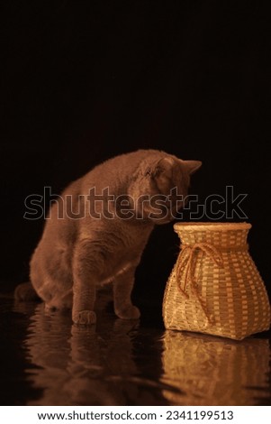 The British Shorthair captures the moment when playing indoors on a black background
