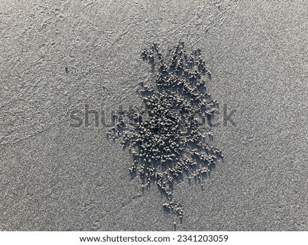 beach sand with a unique footprint. natural art of sand animals and people