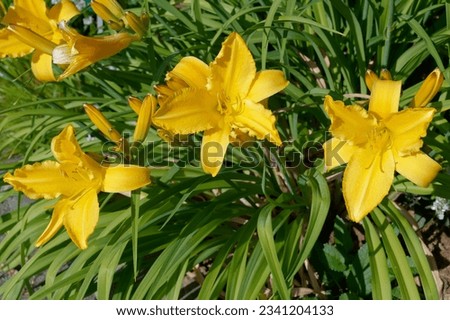 Hemerocallis 'Mary Todd' is a daylily weith yellow flowers Royalty-Free Stock Photo #2341204133