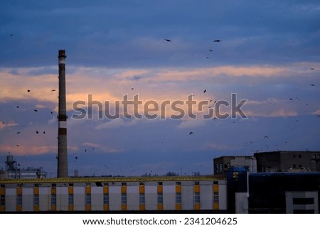 Industrial pipe, with many birds around it, on the background of blue thick clouds. Evening time