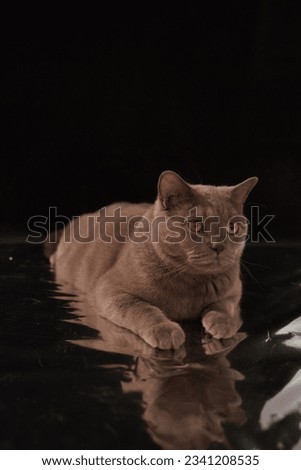 The British Shorthair captures the moment when playing indoors on a black background