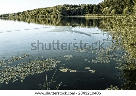 View of the lake and the reeds on the shore. High quality photo