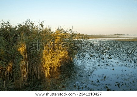View of the lake and the reeds on the shore. High quality photo