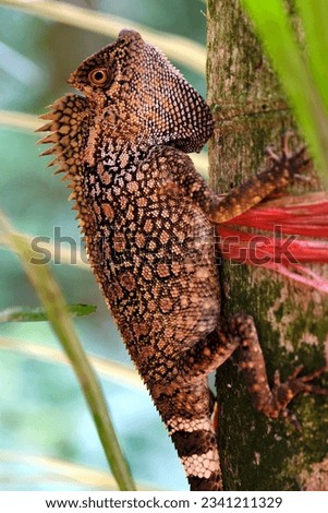 Pictures of different kind of chameleons in Tioman Island - Malaysia.