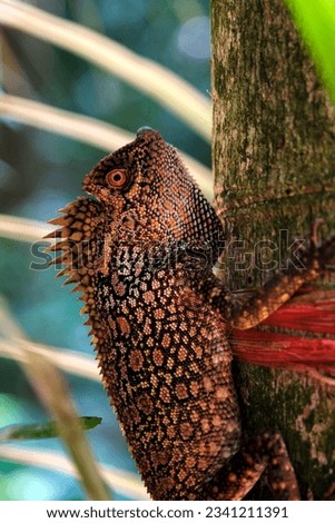 Pictures of different kind of chameleons in Tioman Island - Malaysia.