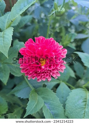Beautiful rose colour daliya flower 