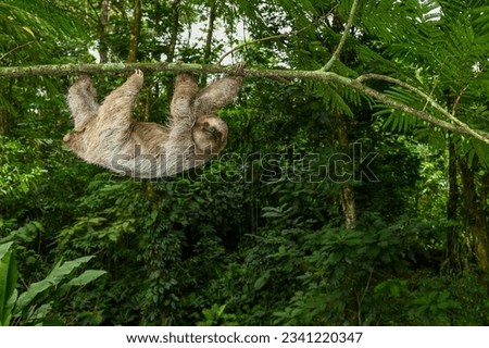 Brown-throated three-toed sloth  (Bradypus variegatus) on tree, Costa Rica - stock photo Royalty-Free Stock Photo #2341220347