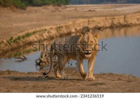 Male lion walking with the Luangwa river in the background