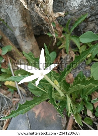 creative layout made of green leaves and white flower.