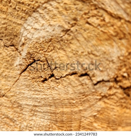 The tactilely pleasing surface of the cut of an old log combines a harsh charm and traces of human intervention. The rough and uneven texture of wood with subtle color variations beckons to itself