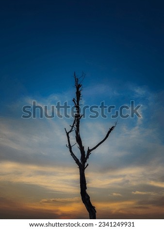 silhouette portrait of a dead tree against a beautiful evening sky background.Stock Photo