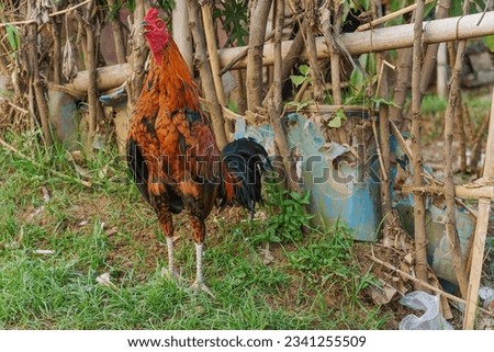 The cock crows. A colorful rooster stands and sings gracefully.
A rooster standing in front of the vegetable garden fence. Royalty-Free Stock Photo #2341255509