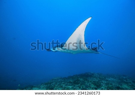 giant manta ray Swimming happily on a reef cleaning station Royalty-Free Stock Photo #2341260173