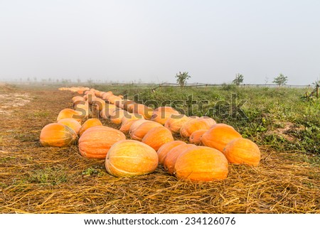 Large pumpkins 