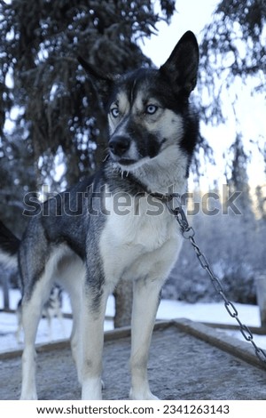 Tuya, a sled dog from Denali National Park, Alaska, stands on the top of her doghouse