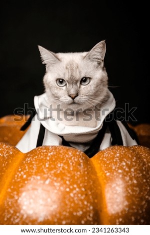 calico cats taking pictures with halloween pumpkins