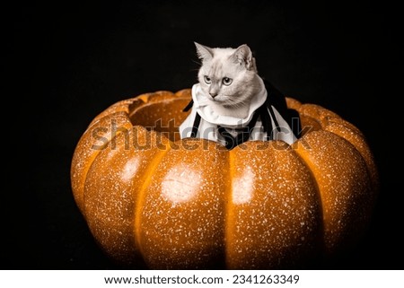 calico cats taking pictures with halloween pumpkins