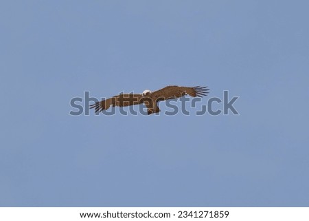 Short-toed snake eagle (Circaetus gallicus) in natural habitat