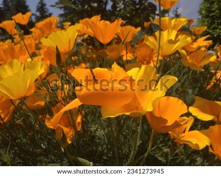 Orange Poppy Flower in the Garden