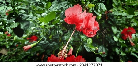 Red joba or chinese rose and green leaves background image. Red hibiscus.