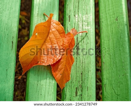 
Orange elm leaves on a green wooden bench. Autumn sunny photo
