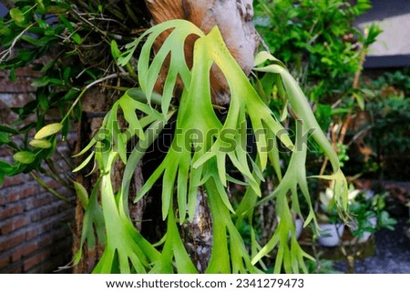 Selective focus of Platycerium Coronarium plants or Staghorn Fern from the genus Pteridophyta which have leaves like deer antlers. Hanging plants are usually used for garden decoration