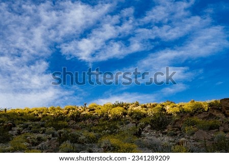 A flowering hillside in the spring time in Anza Borrego Desert during a superbloom
