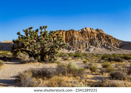 A Joshua tree sitting in front of red rocks cliffs in Southern California