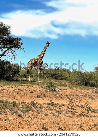 A magnificent giraffe standing next to a tall tree clearly demonstrates its greatness and huge height close-up height