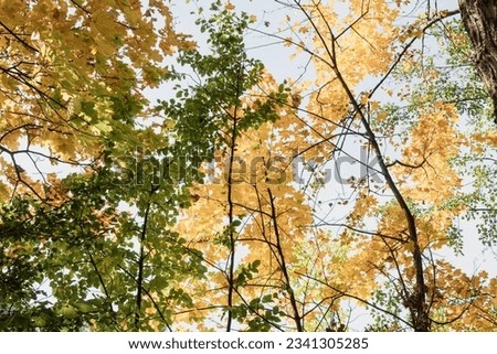 Autumn in the park, yellow leaves on trees and ground. Autumn city park, against the background of autumn leaves. Beautiful landscape