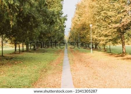 Autumn in the park, yellow leaves on trees and ground. Autumn city park, against the background of autumn leaves. Beautiful landscape