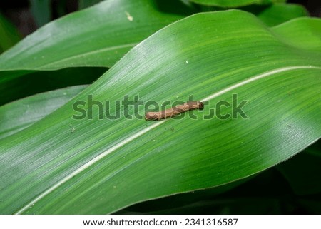 Corn leaves attacked by worms in maize field. In the maize field, the armyworm attack the maize leaves, causing damage to the maize leaves. 
