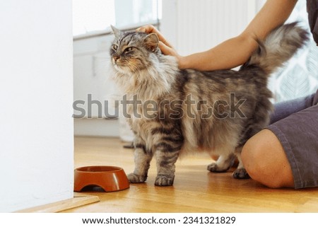 red-haired young woman, teenager, hugs, kisses beloved pet, gray fluffy cat, sitting on floor in kitchen, takes care pet's health Royalty-Free Stock Photo #2341321829