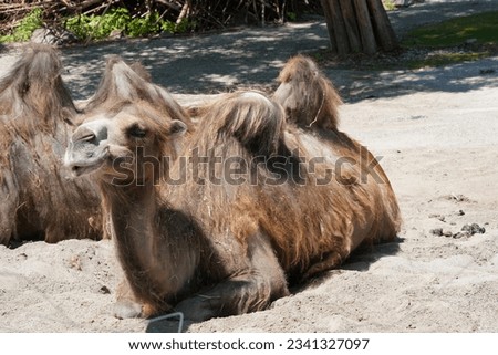 Two Bactrian camels in Latin called Camelus bactrianus is settled on the ground and is captured in side view. The animal is in the middle of the picture. Royalty-Free Stock Photo #2341327097