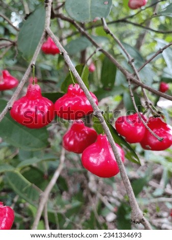 Syzygium jambos is a species of rose apple, bell apple, button, wax apple. Royalty-Free Stock Photo #2341334693