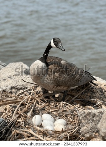 Canadian goose at her nest Royalty-Free Stock Photo #2341337993
