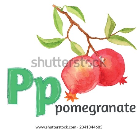 Letter P of the English alphabet with the image of a pomegranate  in watercolor on a white background. Children's drawing.