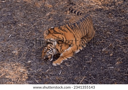 Wild adult tiger in its natural