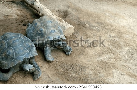 Turtle couple relaxing on the sand 