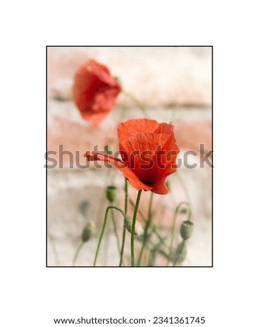 Closeup of a red poppy flower (Papaver rhoeas) in the sunset light. Detail with defocused background of an old wall of a country house. Pictures in high key can decorate the walls of the home.