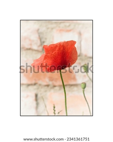 Closeup of a red poppy flower (Papaver rhoeas) in the sunset light. Detail with defocused background of an old wall of a country house. Pictures in high key can decorate the walls of the home.