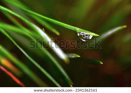 A water droplet on a pine needle is reflecting light
