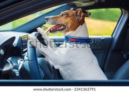 dog driving a steering wheel in a racing car