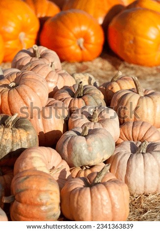 pile of big orange pumpkins at pumpkin patch, autumn vegetables