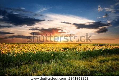 Field of yellow blossoming sunflowers at sunrise