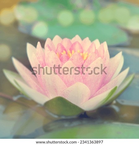 Close up pink water lily plant on water surface with blur background in soft focus vintage style.