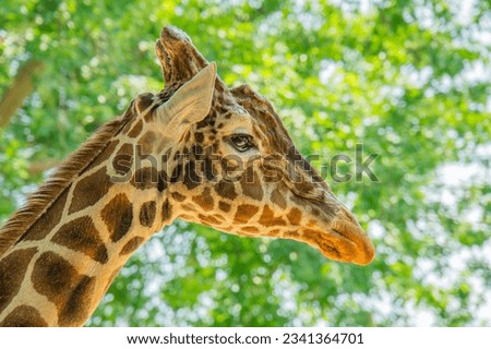 Giraffe head portrait in profile. In the background is a meadow with nice bokeh. Giraffe head in profile against a background of leaves